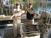 (06/11/2017) - Nice Striped Bass
